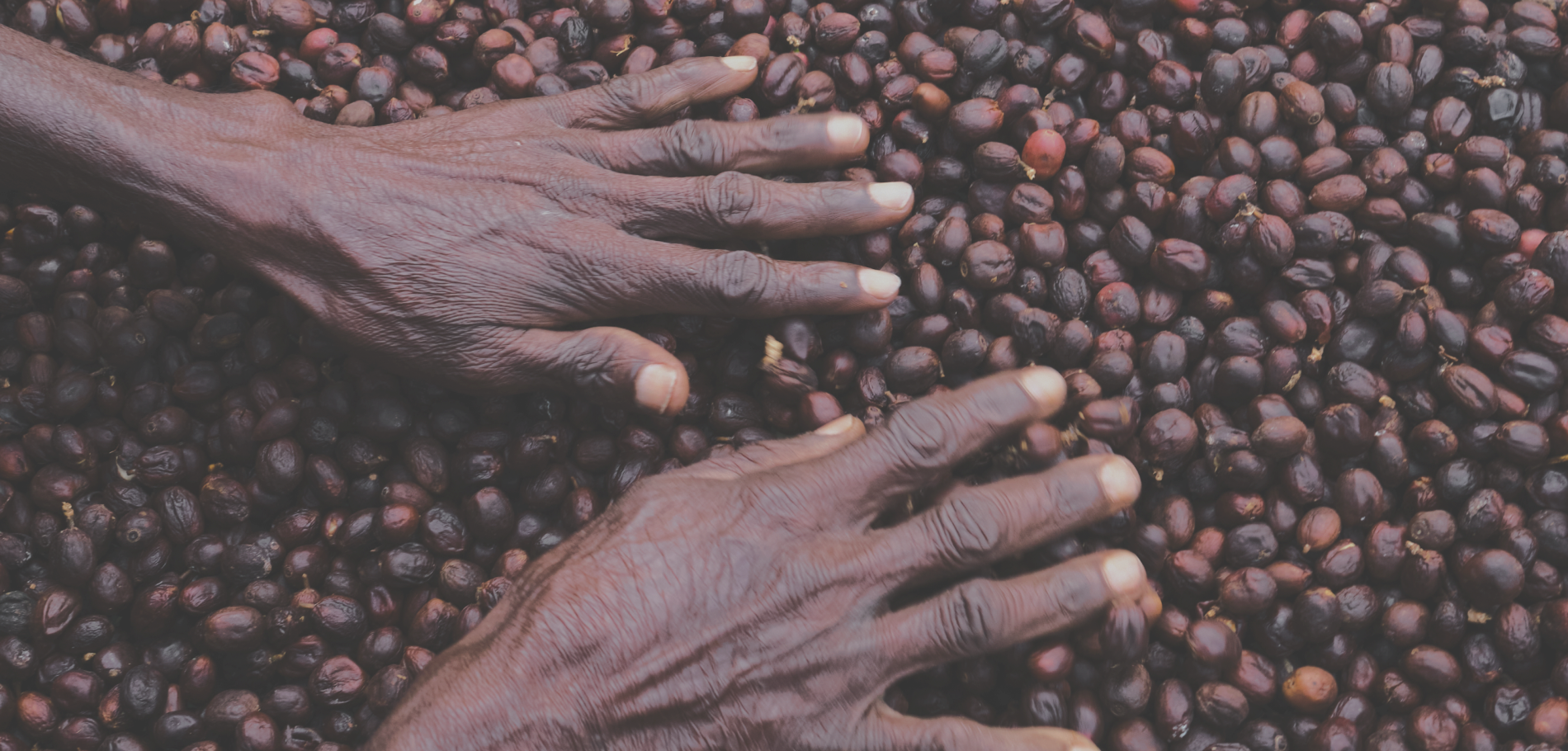 Hands with Coffee Beans