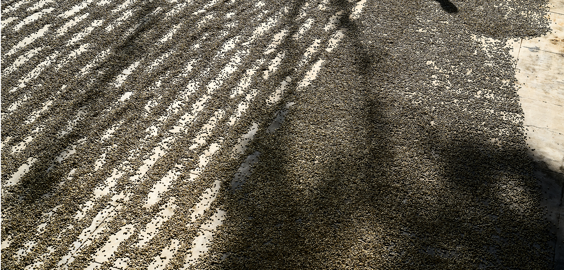 Hands with Coffee Beans