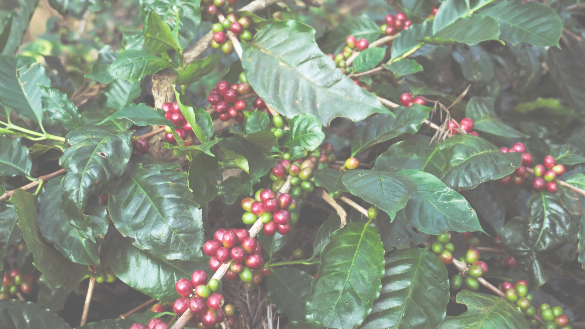 Coffee Estate Landscape