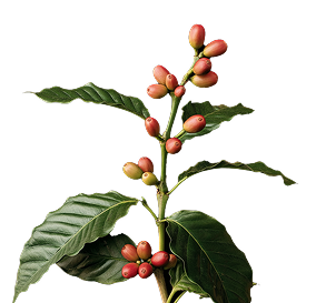 Coffee Branch Icon