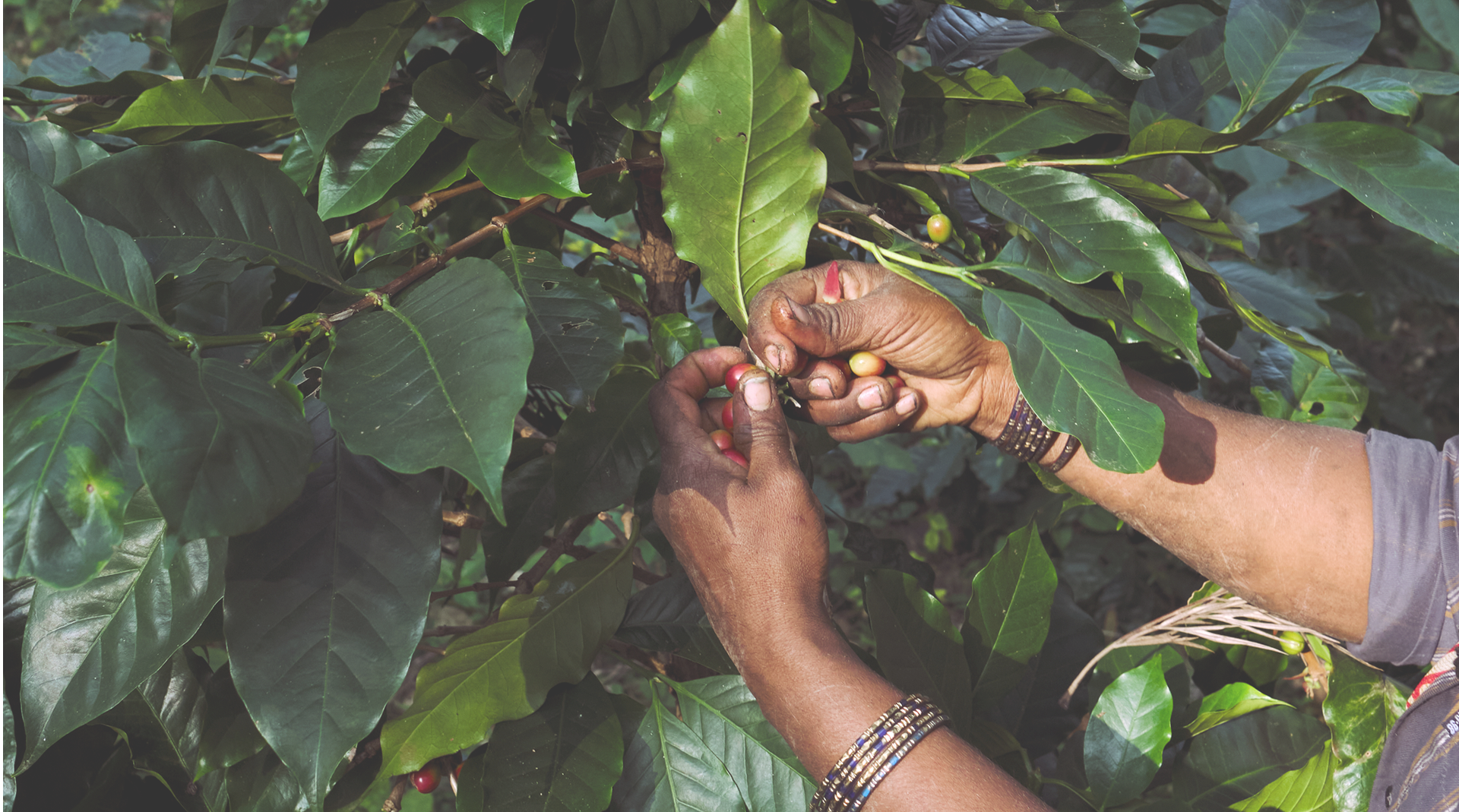 Coffee Cherries in Hands