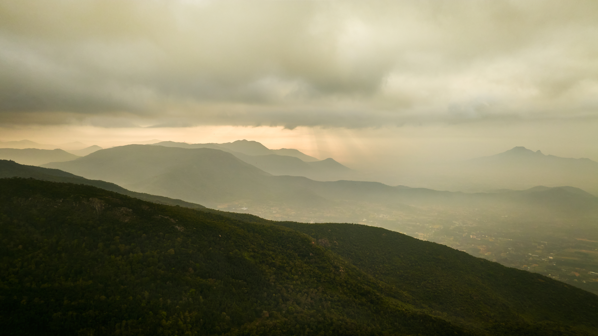 Coffee Estate Landscape