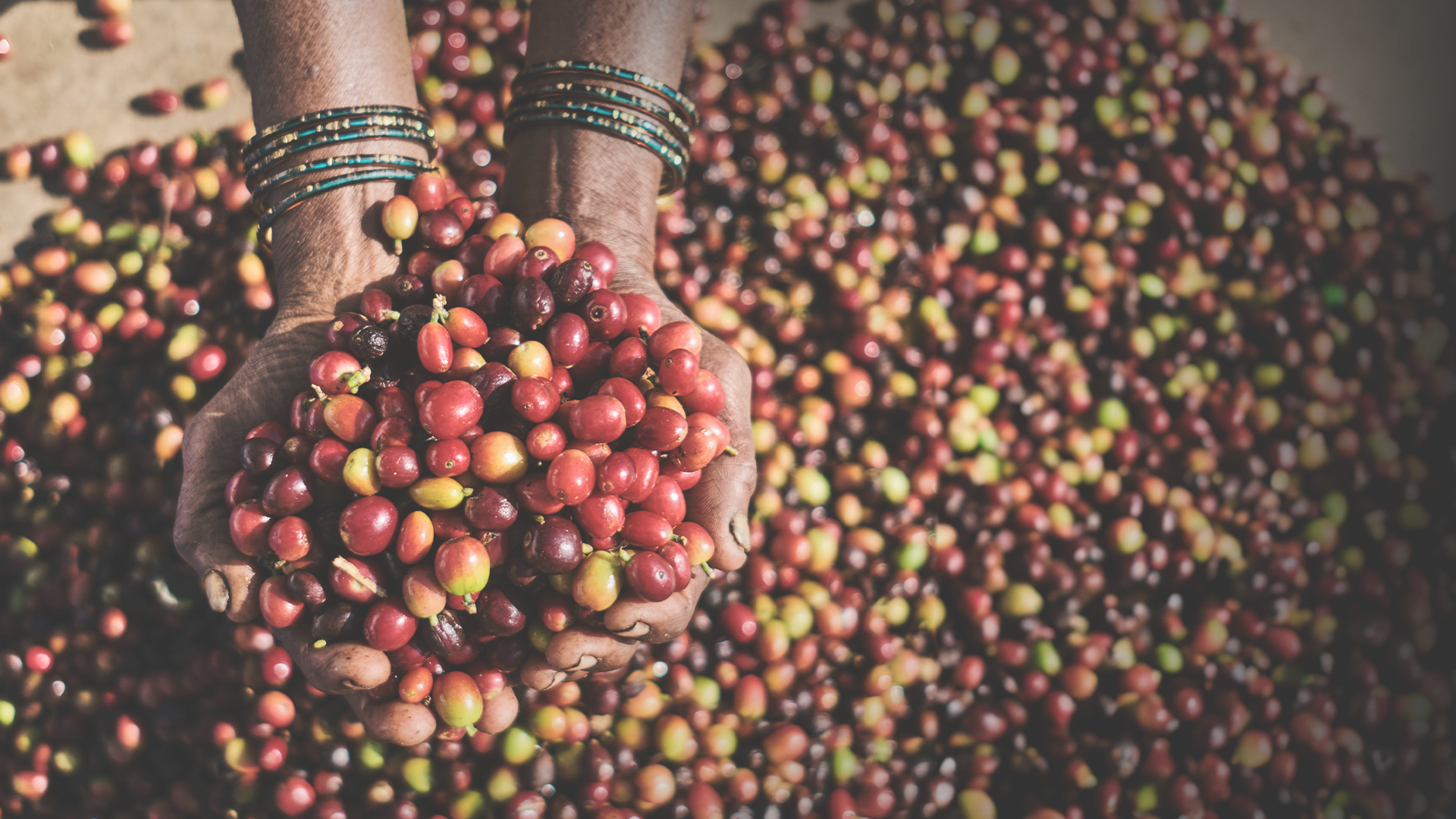 Coffee Cherries in Hands