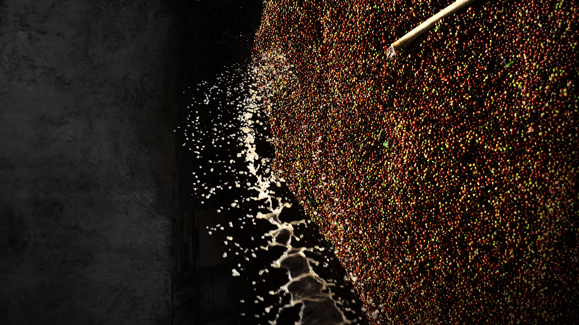 Coffee Cherries in Hands